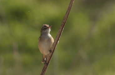 European Reed Warbler