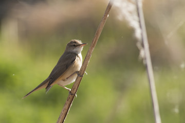 European Reed Warbler