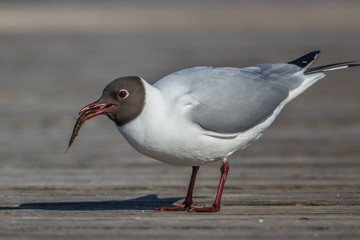 Möwe mit fisch