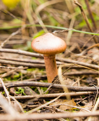 Edible fungus grows in the woods