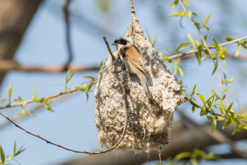 Penduline Tit
