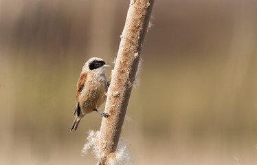 Penduline Tit