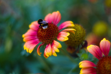 pollination by bees colorful flowers Gaillardia in the garden