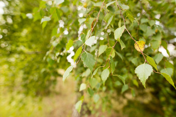 Birches in the open air in the forest