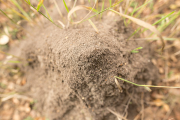 Anthill in the forest