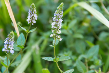 Lilac flower of mint plant in organic garden © Gabriela Bertolini