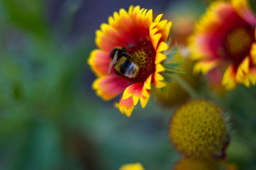 pollination by bees colorful flowers Gaillardia in the garden