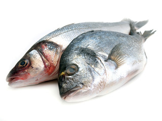 Fish seabass and dorado