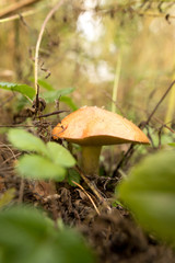 Edible fungus grows in the woods