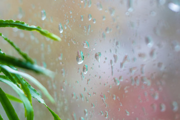 Fototapeta na wymiar house plants and raindrops on the window glass