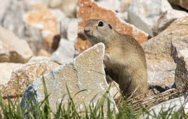 European ground squirrel standing on the meadow
