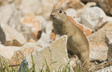 European ground squirrel standing on the meadow