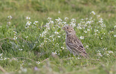 Corn Bunting