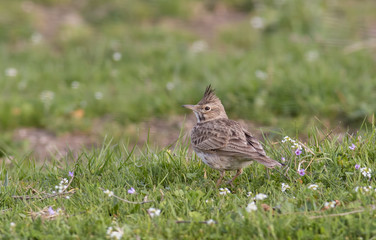 Crested Lark
