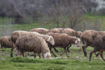 flock of sheep