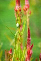 Green Bug On Celosia Flower #1