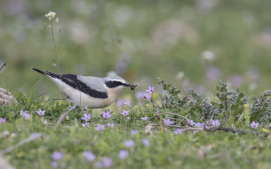 Northern Wheatear