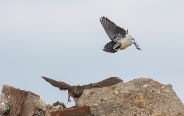 Northern Wheatear attack Crested lark