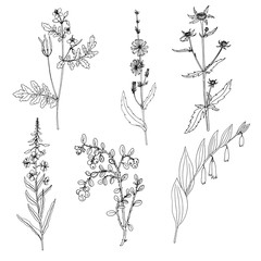 Ink drawing plant of celandine