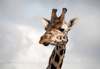 Portrait of a young giraffe