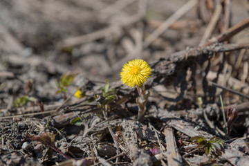 Yellow coltsfoot, sings of spring, Finland