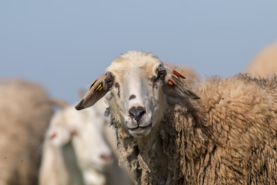 Portrait of sheep