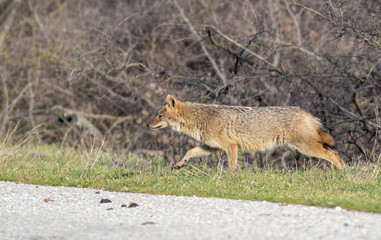 Golden jackal