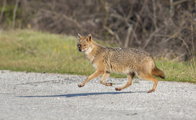 Fototapeta premium Golden jackal