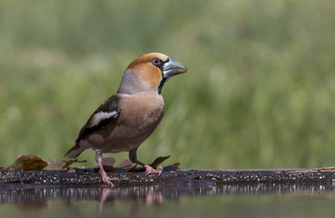 Hawfinch