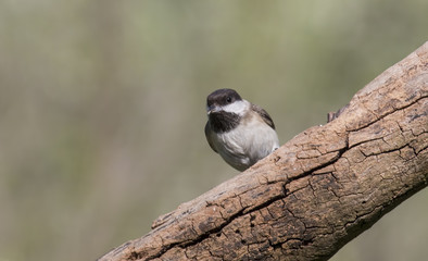 Fototapeta premium Sombre Tit