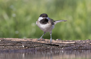Sombre Tit