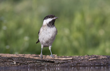 Fototapeta premium Sombre Tit