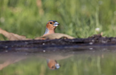 Common chaffinch