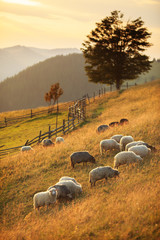 Flock of sheep at sunset. Sheeps in a meadow in the mountains. Beautiful natural landscape - 201462002