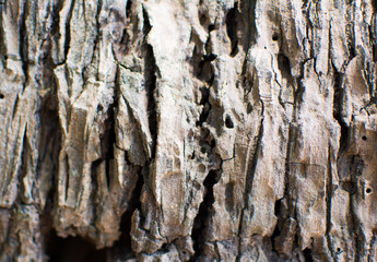 The texture of grey trunk which has a lot of cracks, this is the coconut tree trunk of  old tree