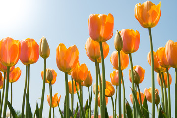 Field of tulips - Campo di tulipani