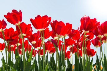 Field of tulips - Campo di tulipani