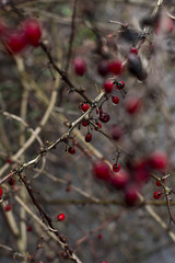 Rainy mood landscape fog trees road