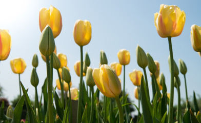 Field of tulips - Campo di tulipani