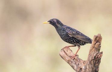 Common Starling take a bath