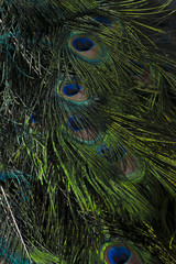  Colorful peacock feathers eyes pattern, Shallow Dof