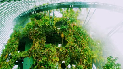 Enchanted cloud forest