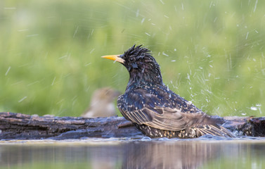 Common Starling take a bath