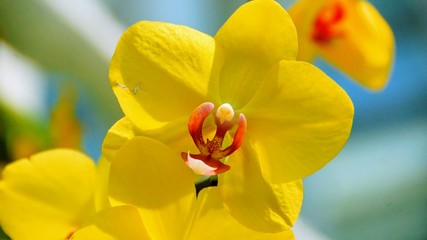 Phalaenopsis Blume - Moth orchids