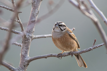 Rock bunting sitting