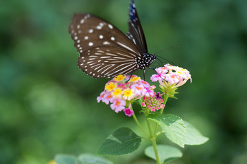 Fototapeta na wymiar 花と蝶
