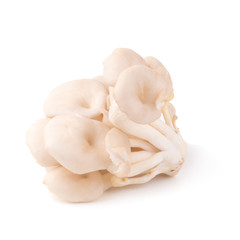 White Panus polychrous isolated on a white background