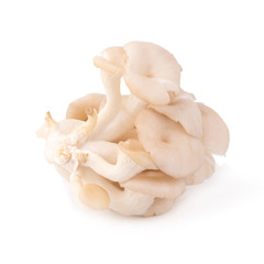 White Panus polychrous isolated on a white background