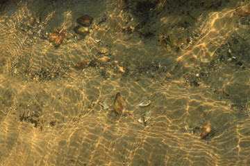 Havelufer im Sonnenschein