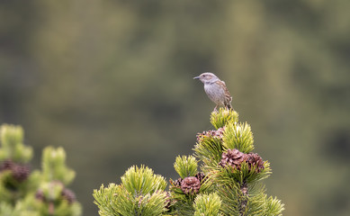 Dunnock (Prunella modularis)